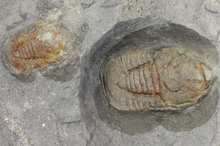 Two Pelagic Trilobite (Cyclopyge) Fossils - El El Kaid Rami, Morocco #165836
